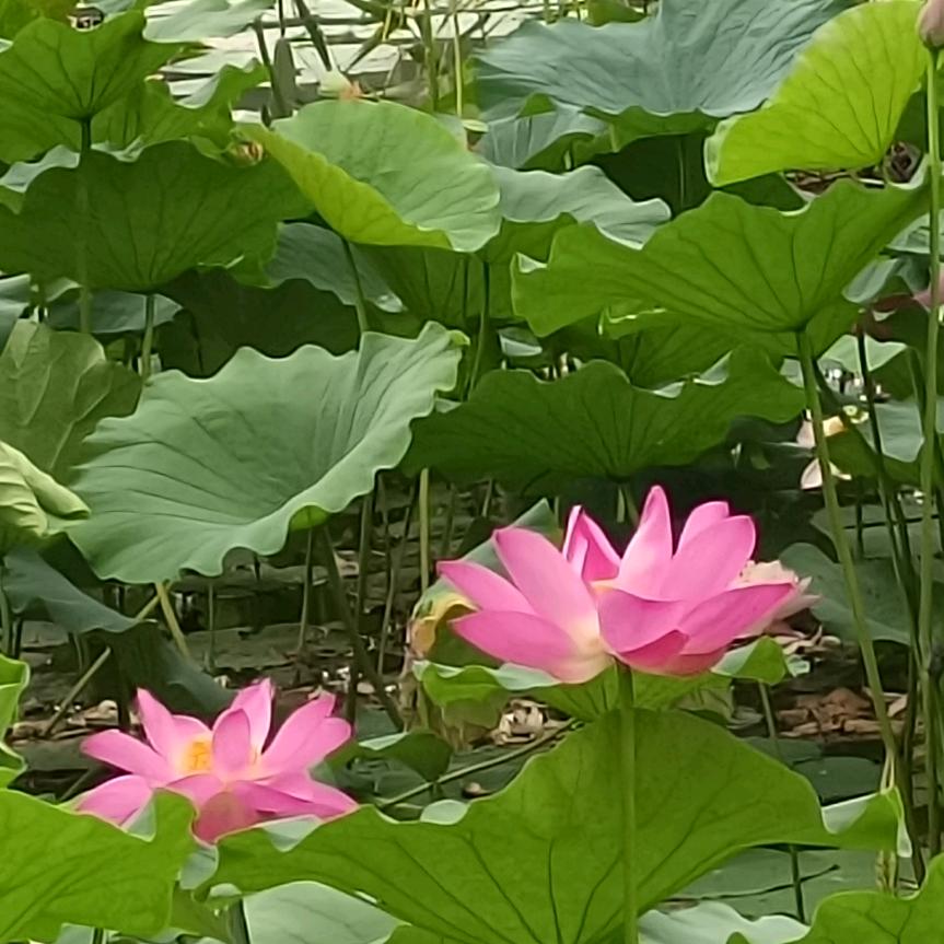 风儿