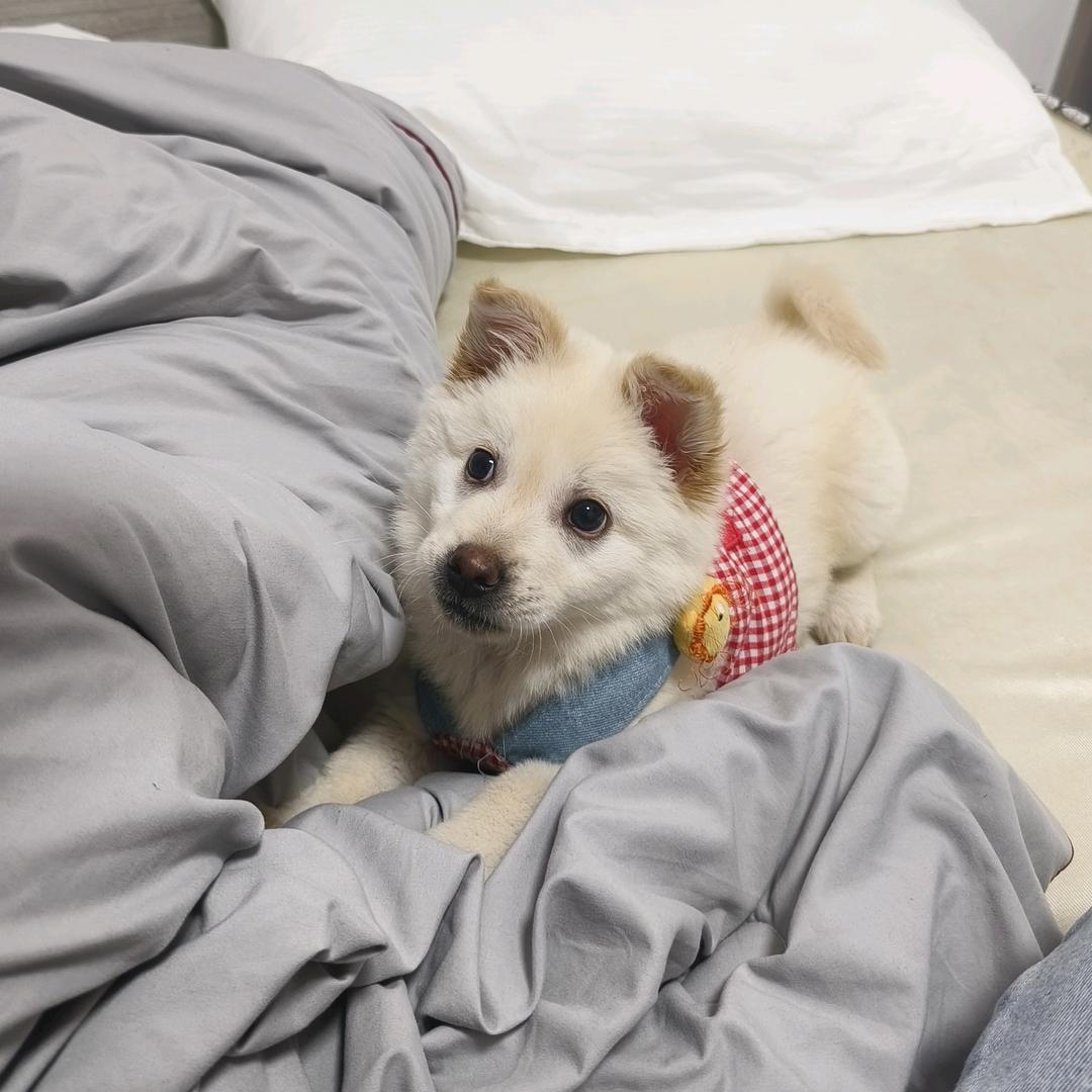 成信大小肖