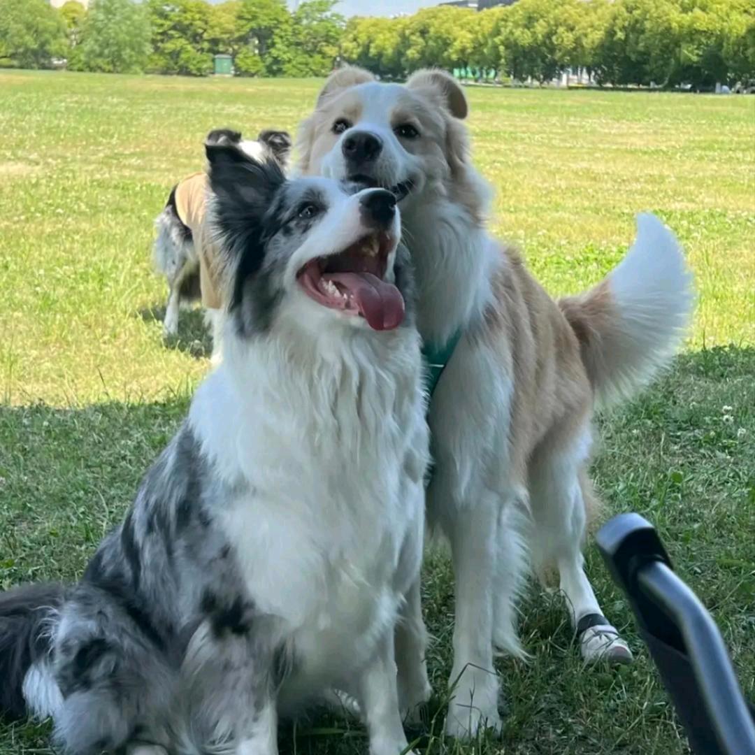 安顺犬萌购严选店