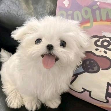 方圆梨