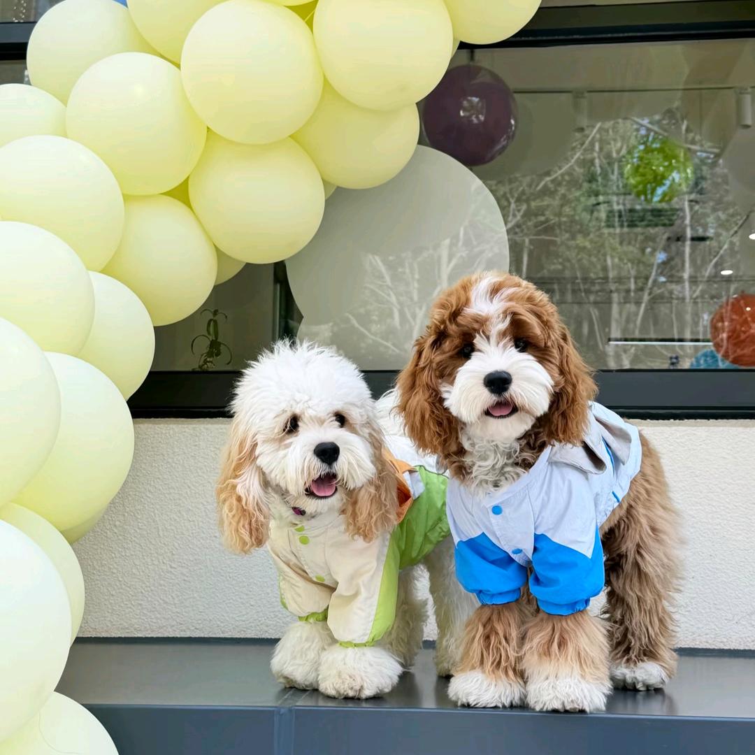 卖可卡的小雯 每天早7:30开播