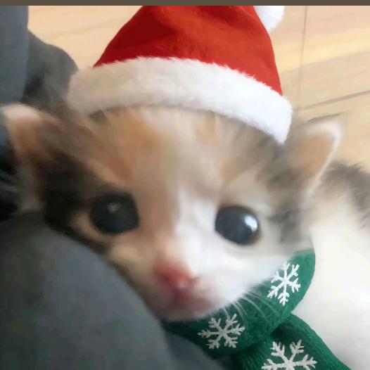 我要自杀让你们没爸爸