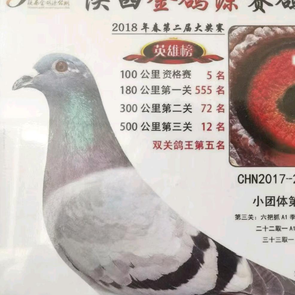 九思堂鸽业☞哲