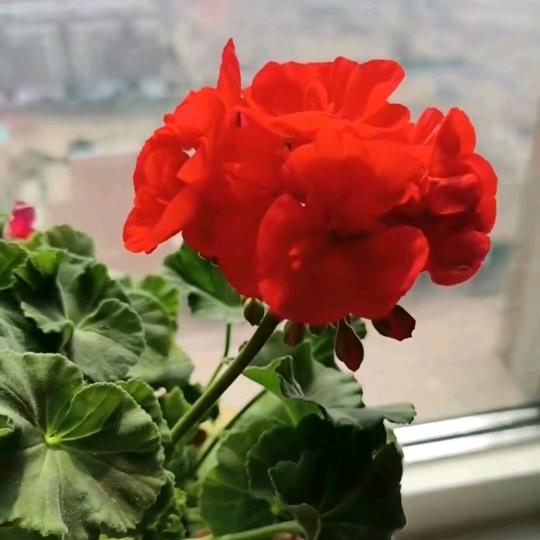 日照顺合旧货交易市场