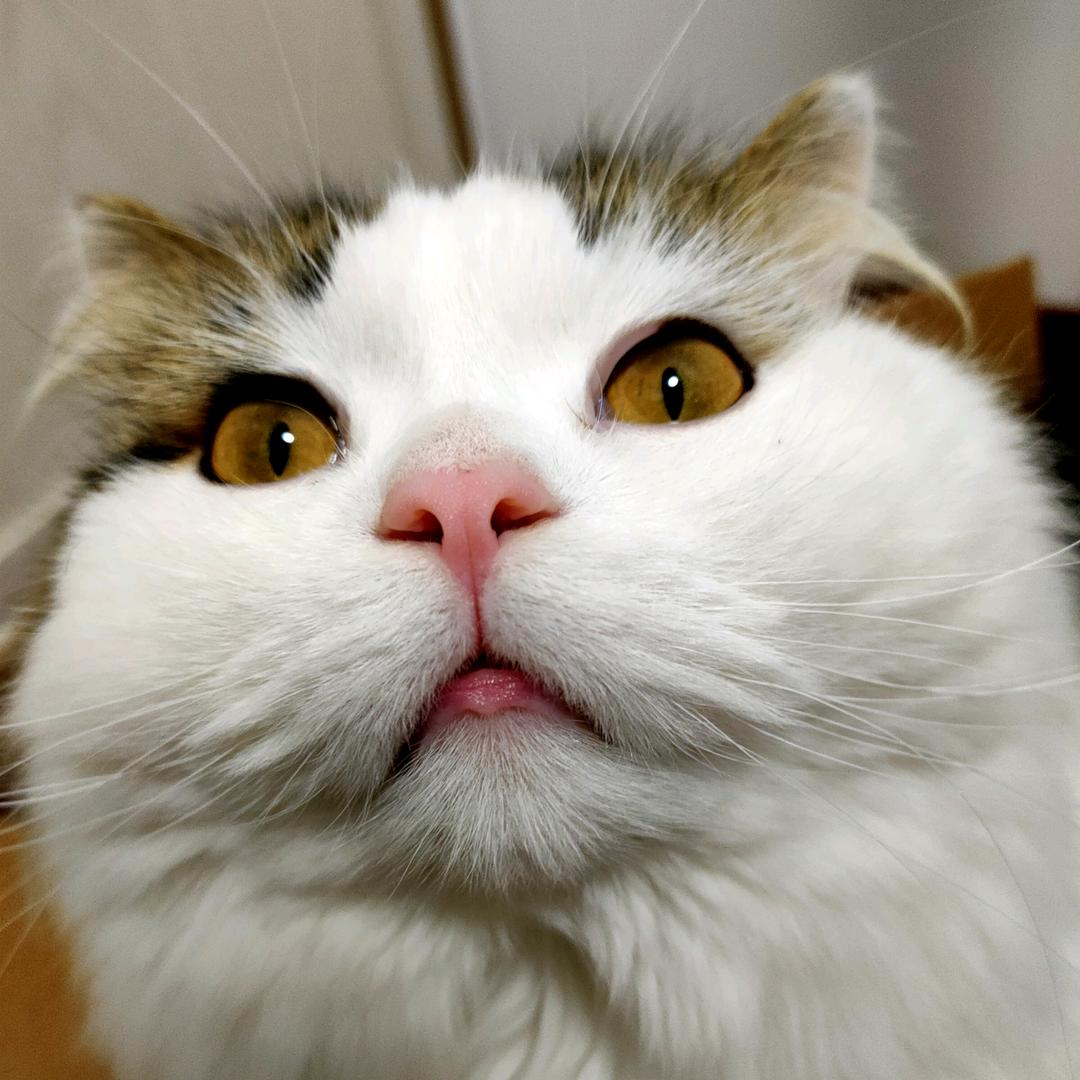 德芙的猫爸爸
