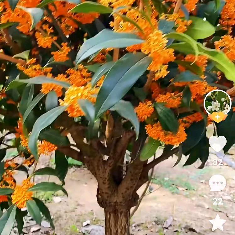 %满院香桂花园