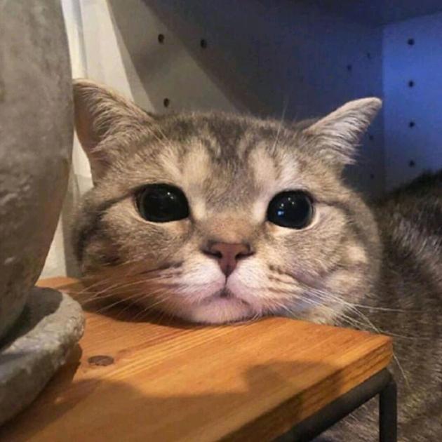 HangHang电竞honglinA