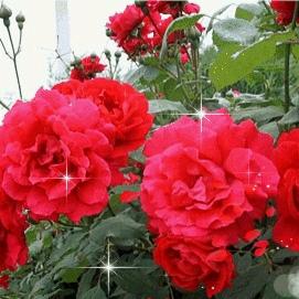 d(ŐдŐ๑)雁渡寒潭d(ŐдŐ๑)