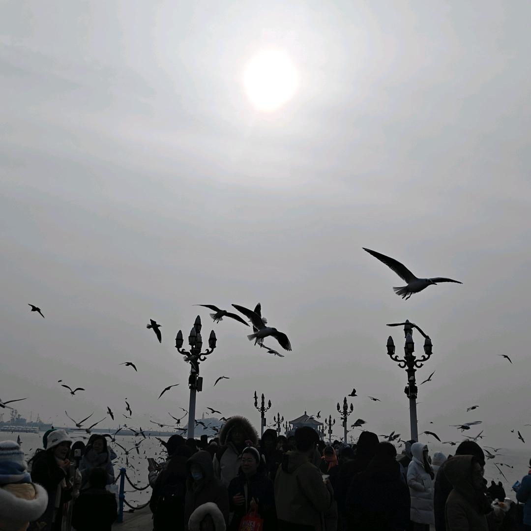 青鸟