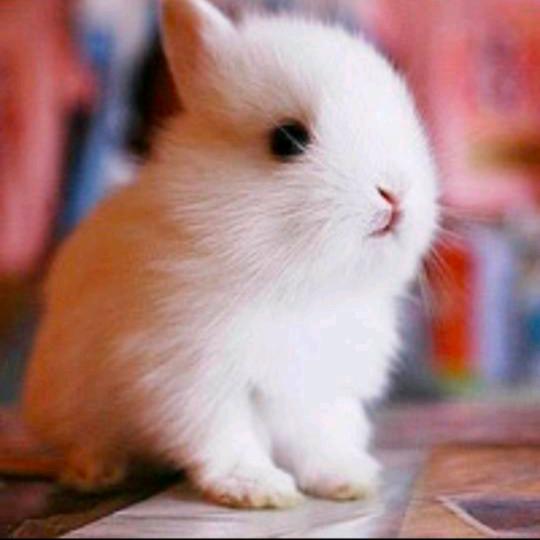 不要吃兔兔，兔兔可爱