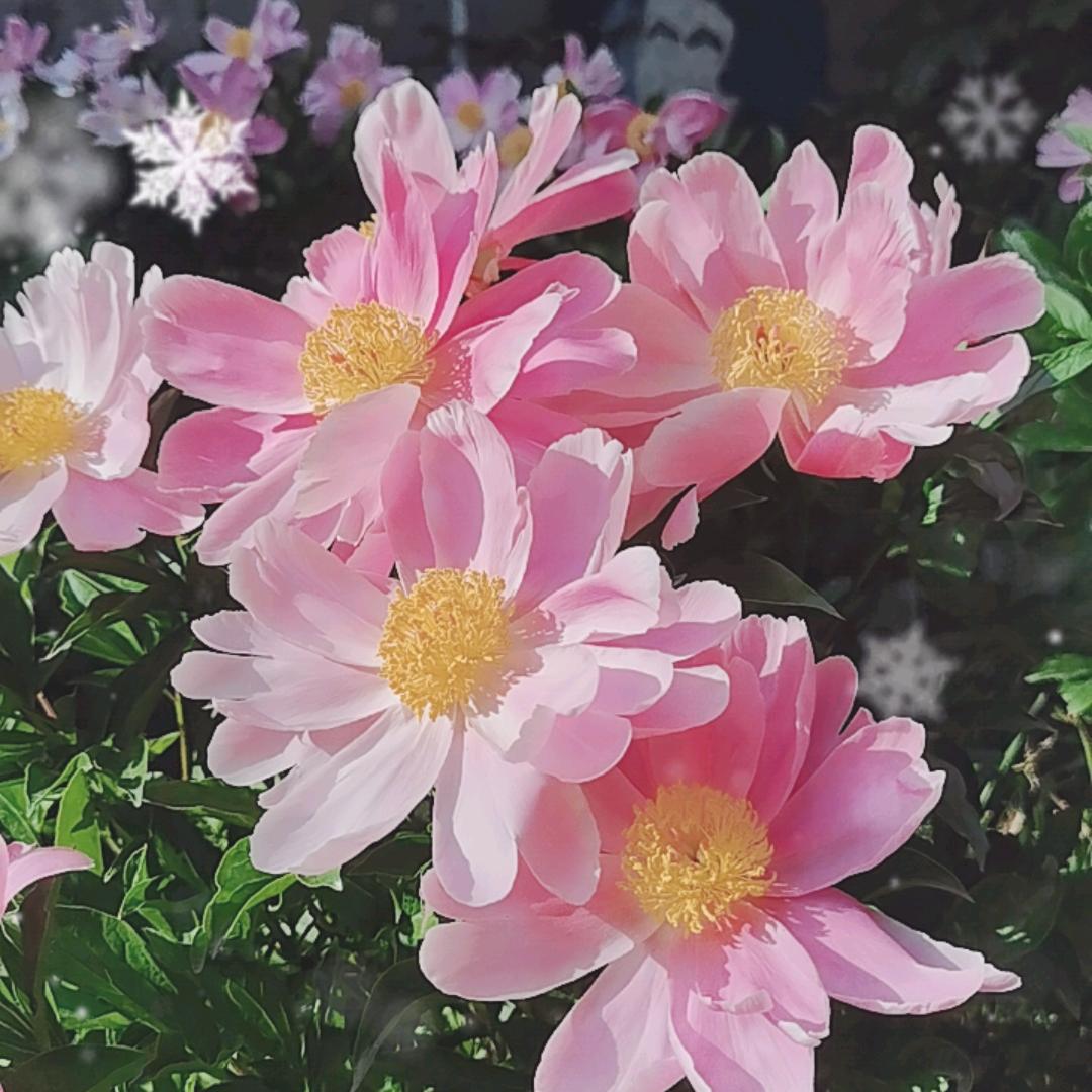 花云驿