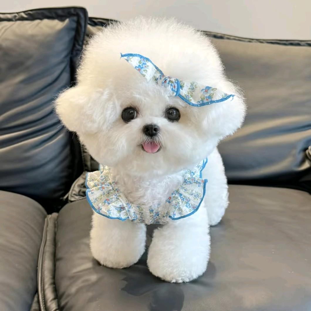 宠物怪咖.