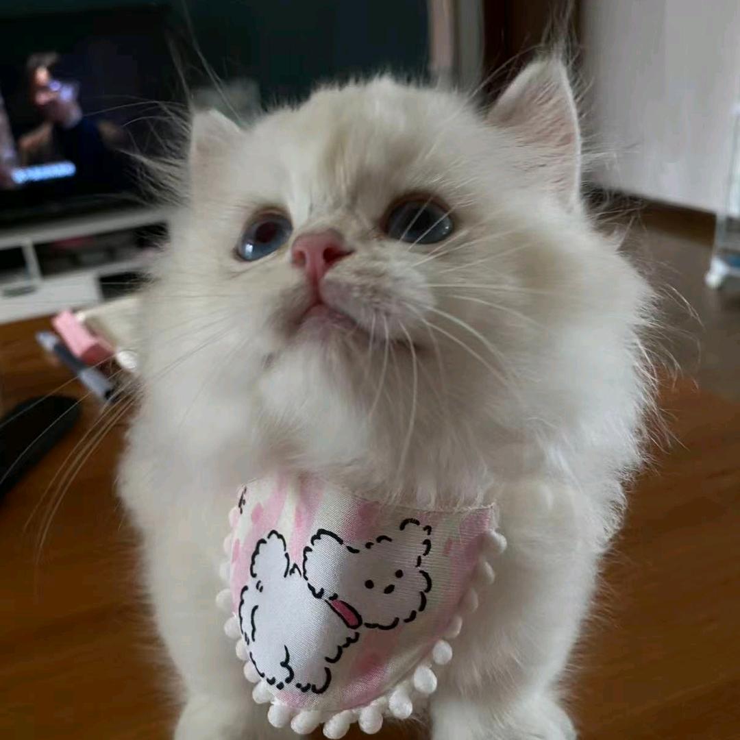 哈基米的铲屎官