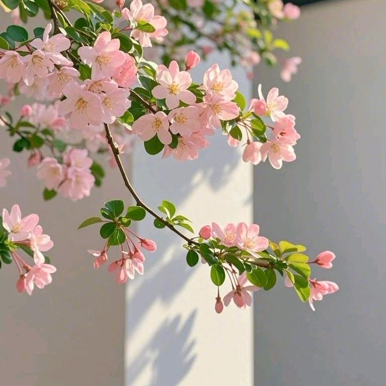 幸运小花花