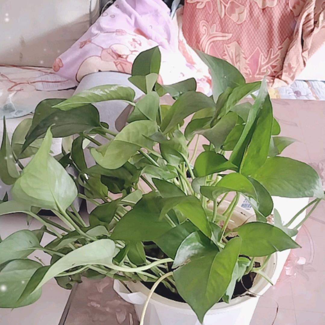 萌少·萌🍋