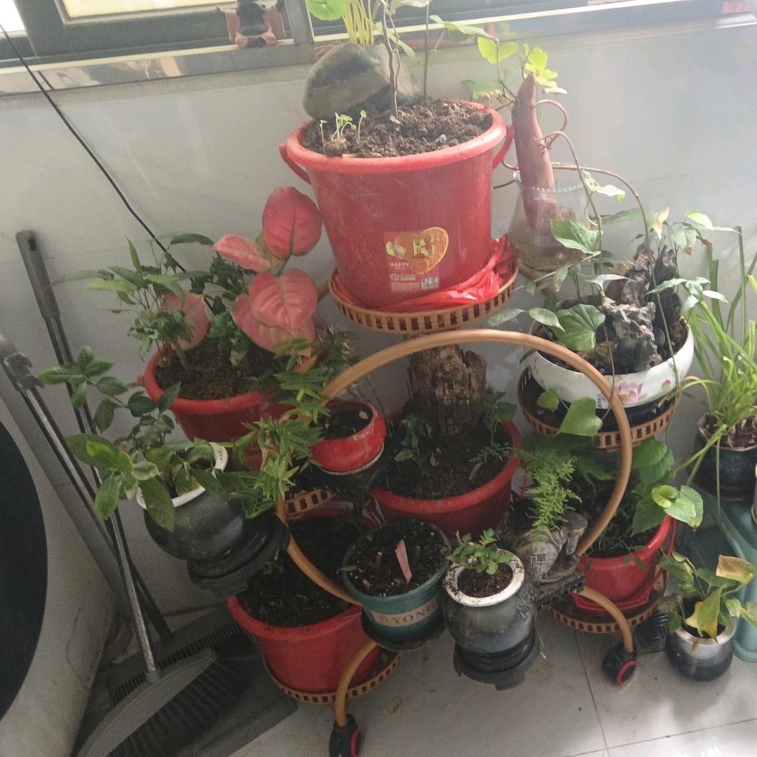 木槿晚照