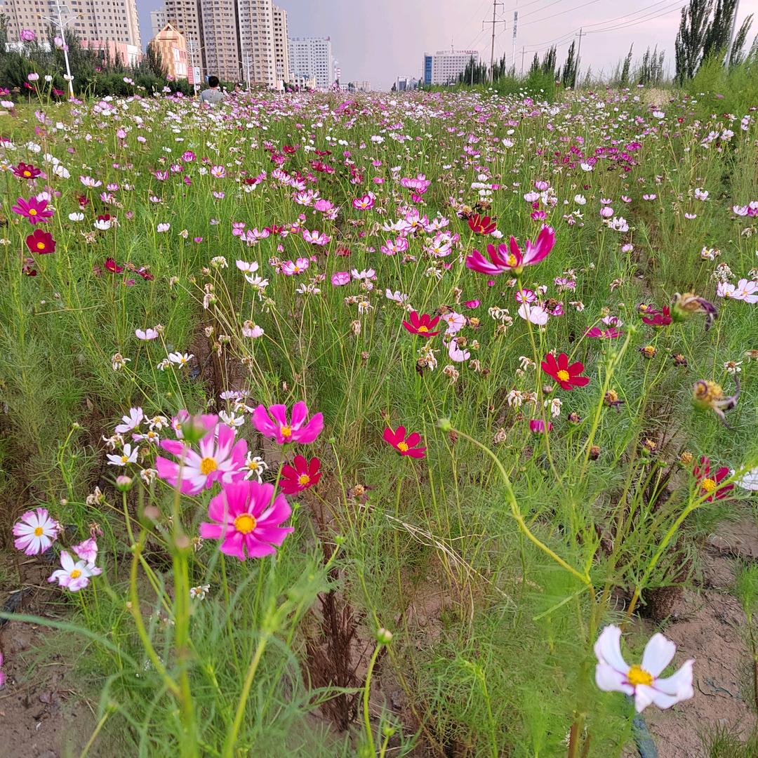 草原上的格桑花