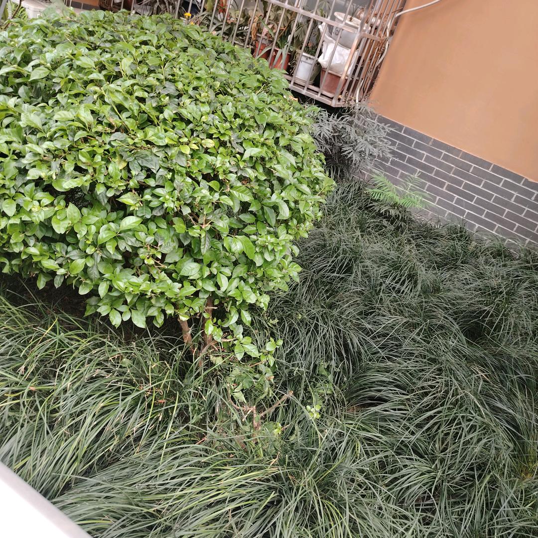 爸爸妈妈永远幸福