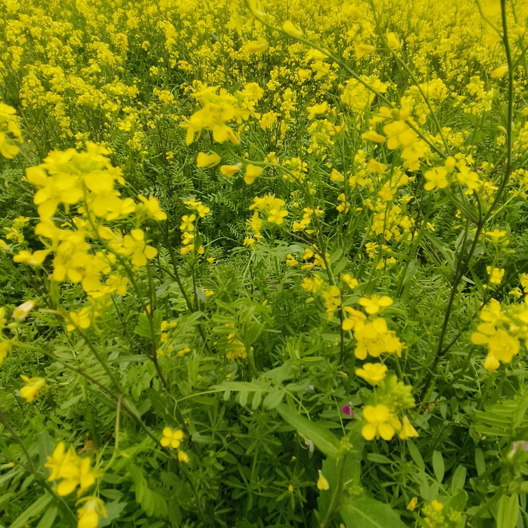 蓝蓝天空，青青草地