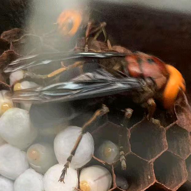 胡蜂养殖
