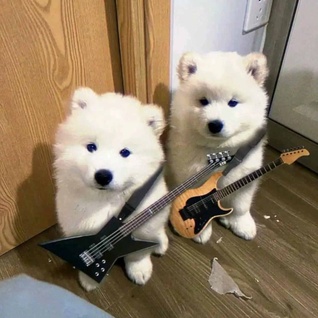 精明的捕食者ohh