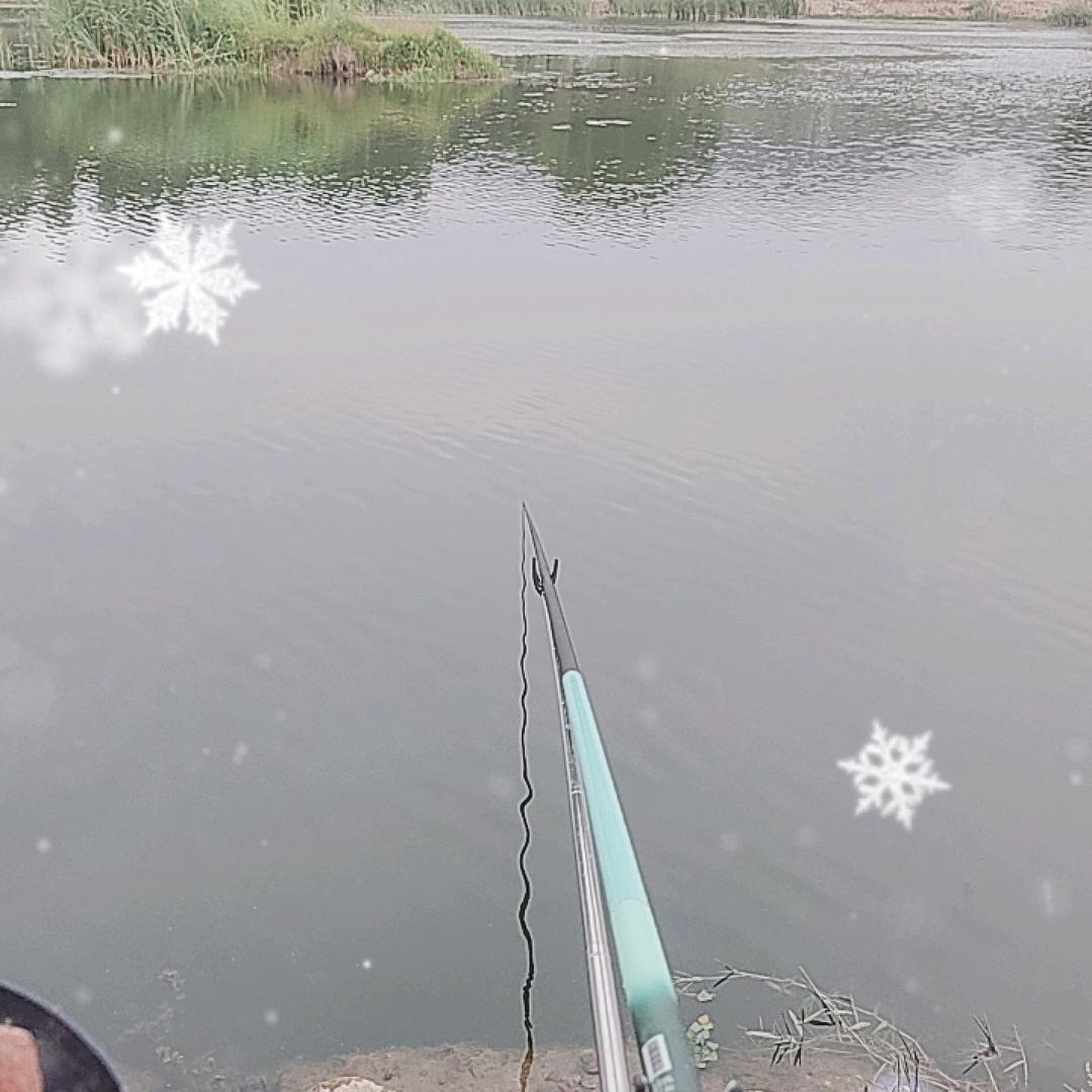 又菜又爱钓鱼🎣