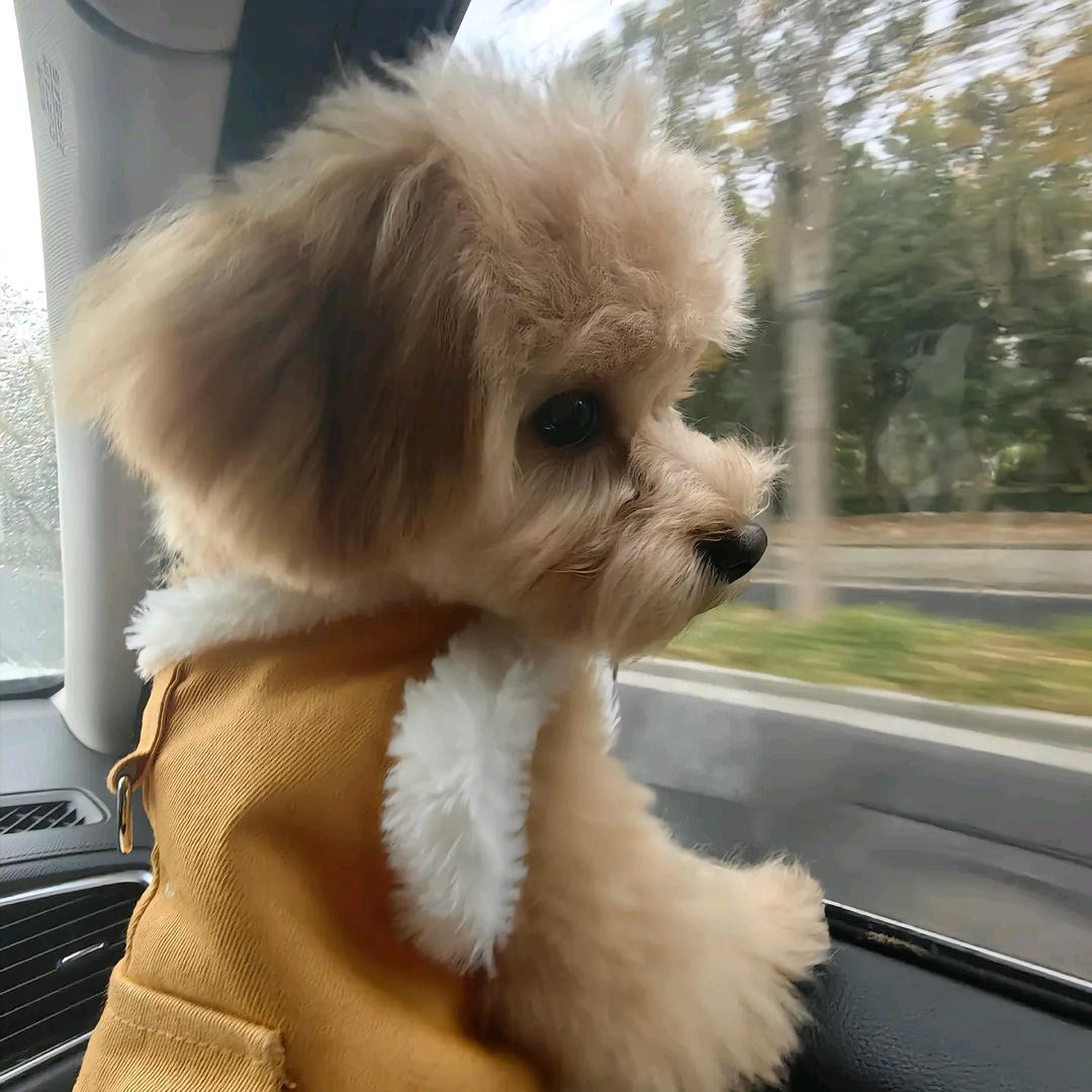 佳有一狗📿⁰̷̴͈ᴥ⁰̷̴͈📿