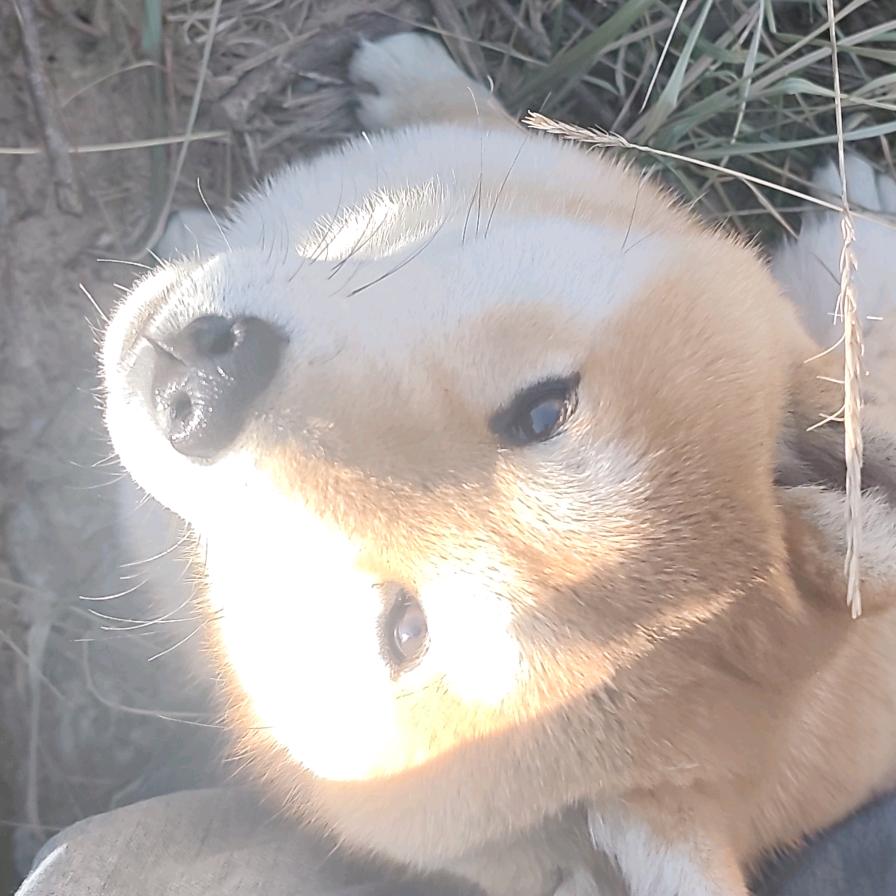 洋芋吃土豆