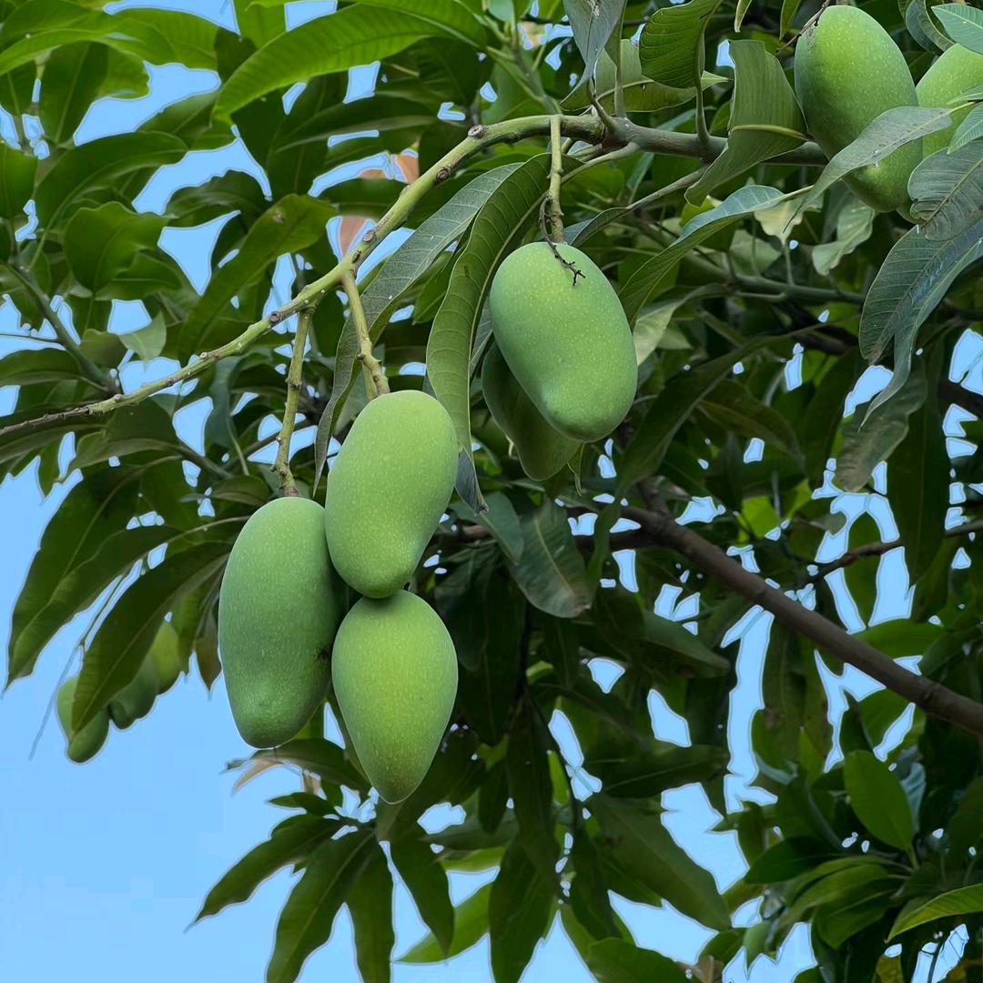 叶婷店—本地水果土特产零售批发