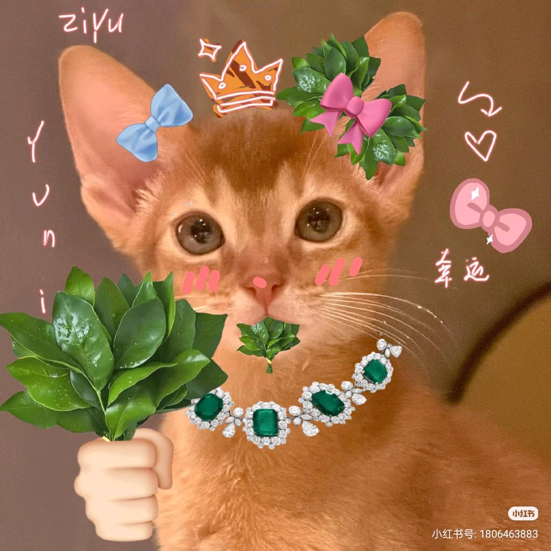 ་· 银樱吟🔮·dw