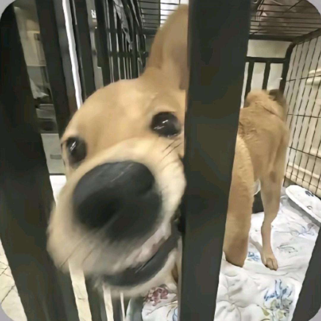 肆惗