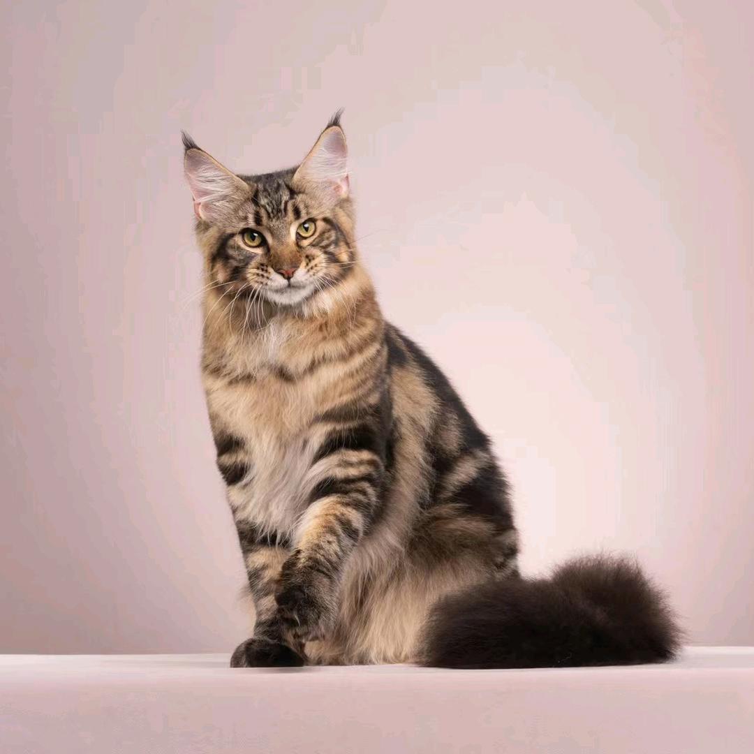 欣玥猫舍主理人