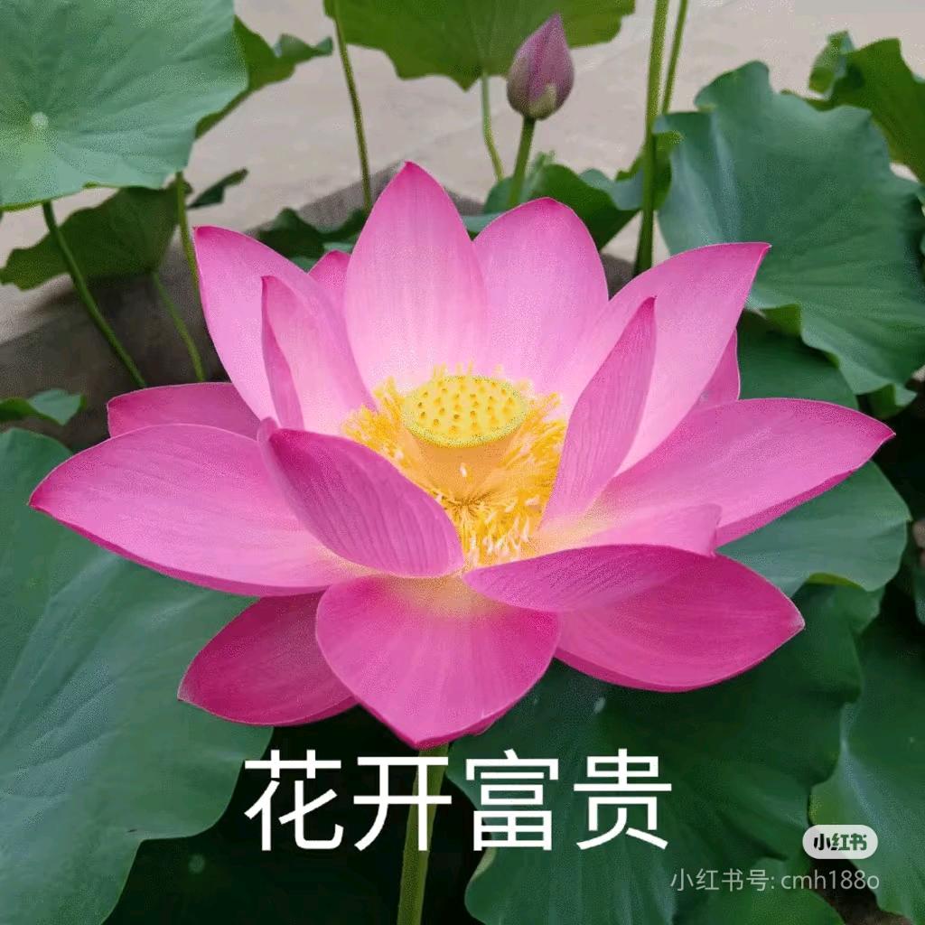 红红_花开富贵