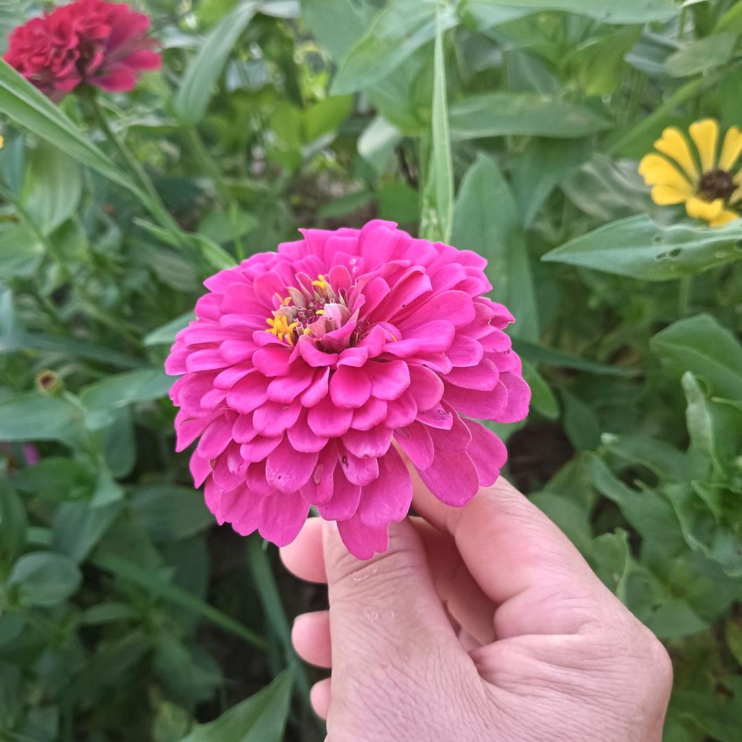 一生如愿