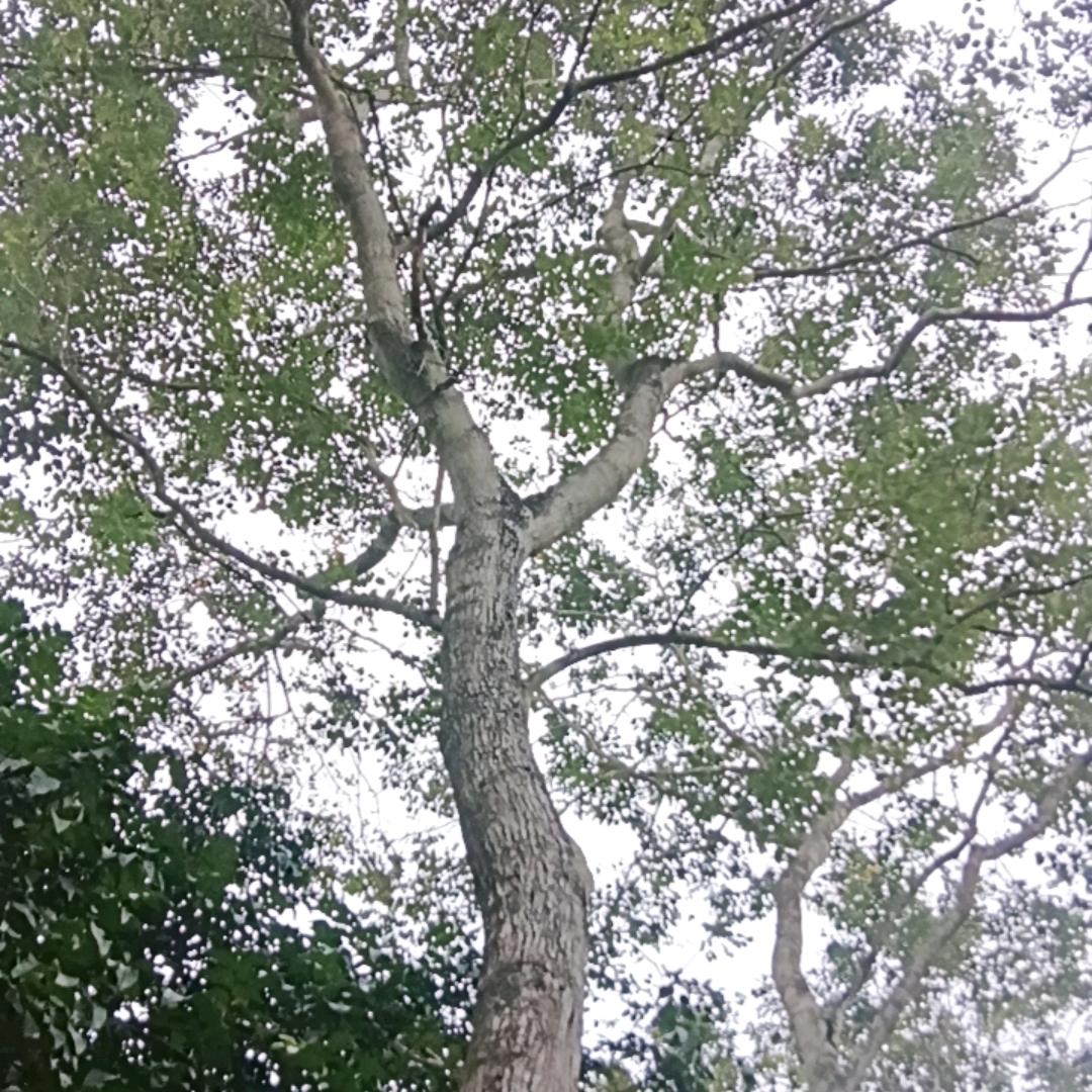 文昌海南黄花梨工艺品