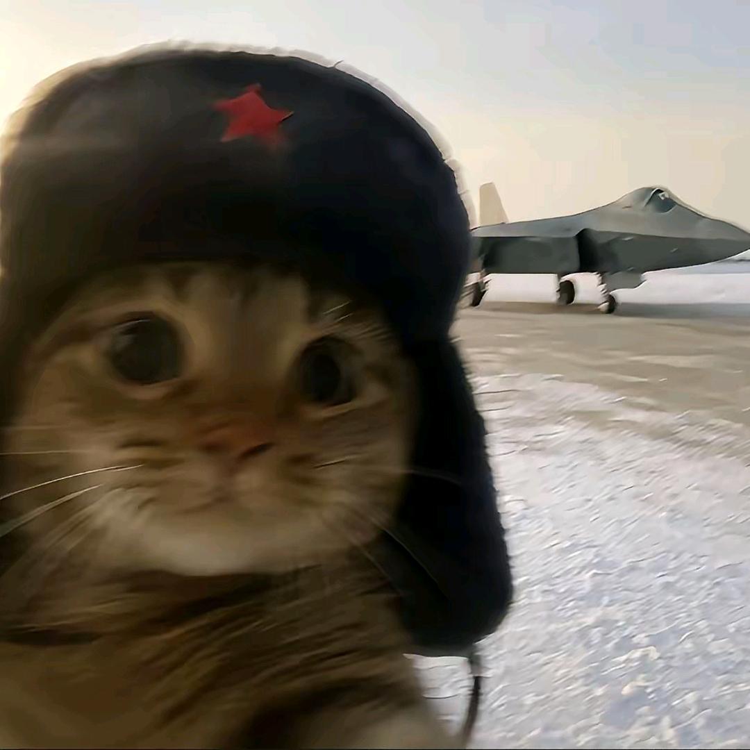 星野猫meme小剧场