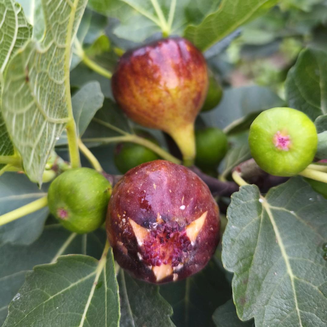 桃果园无花果、桑果❤ (ɔˆз(ˆ⌣ˆc