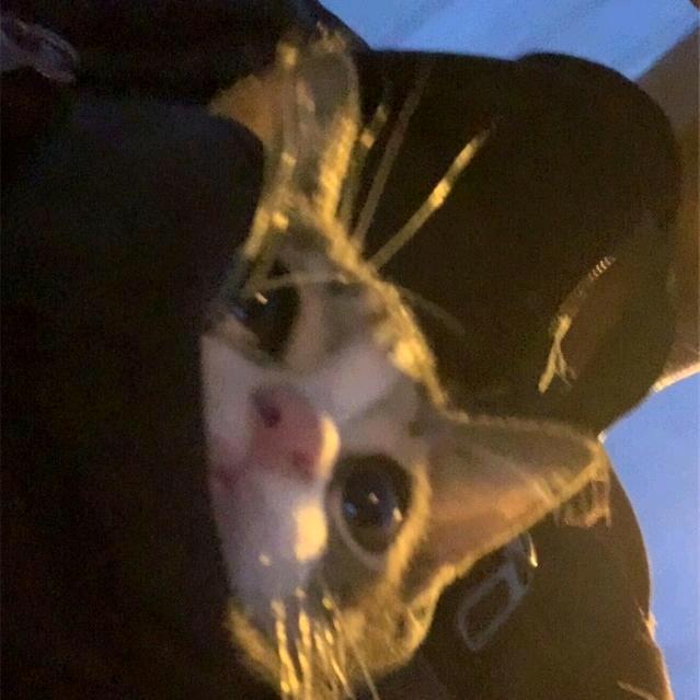 𝑳月月✨.