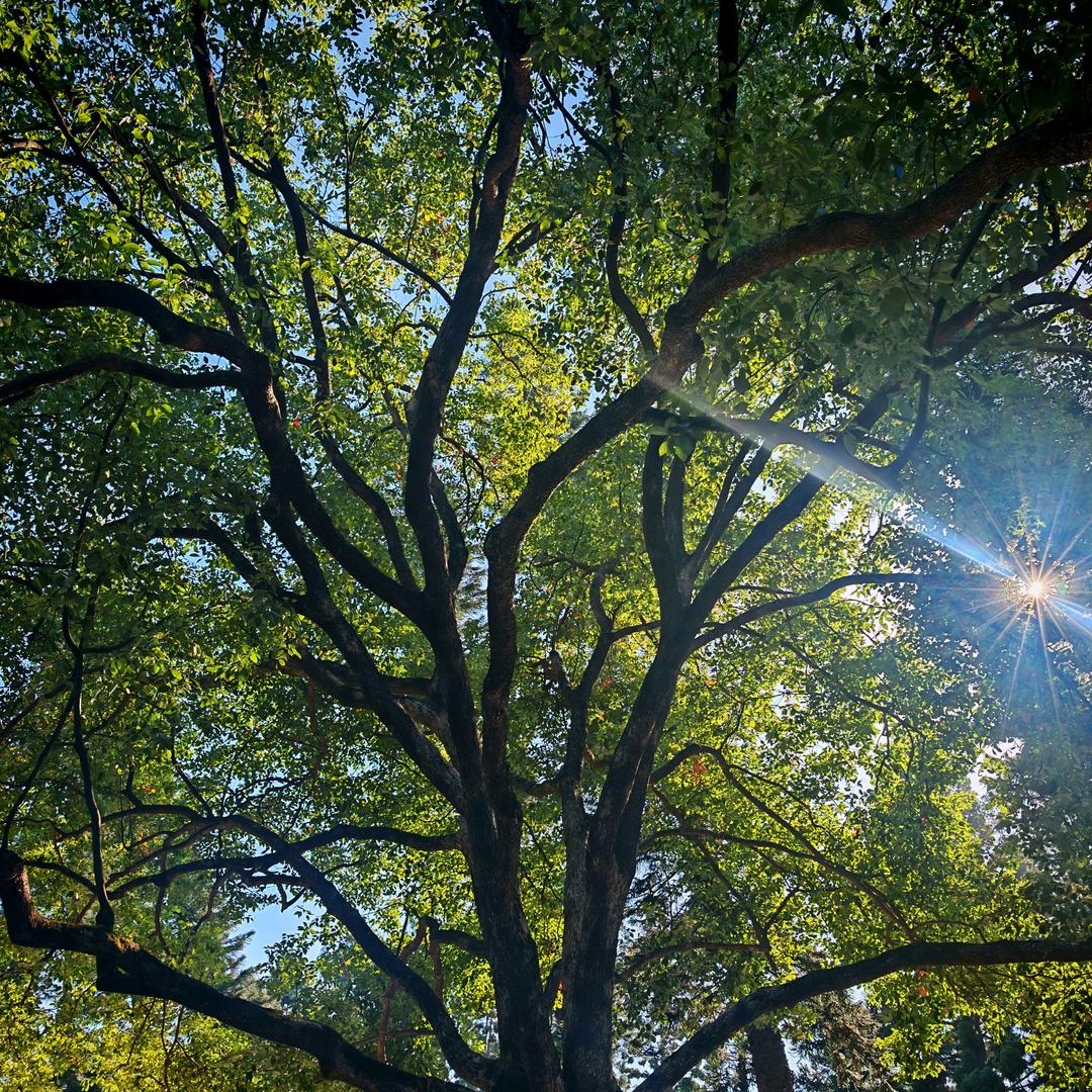 大哥不问处处吻