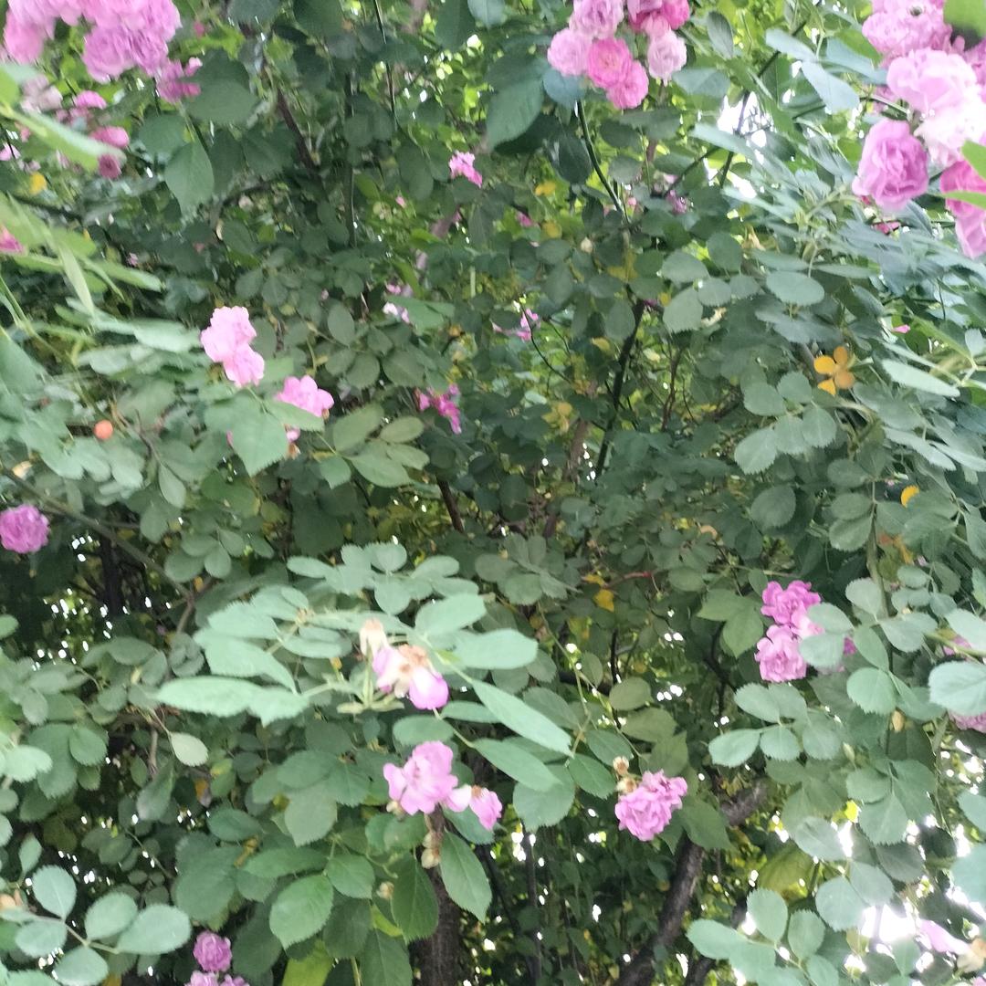 恒者无畏