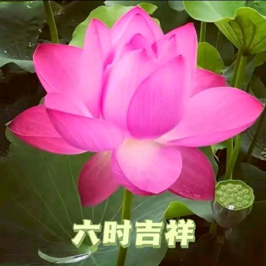 九妹
