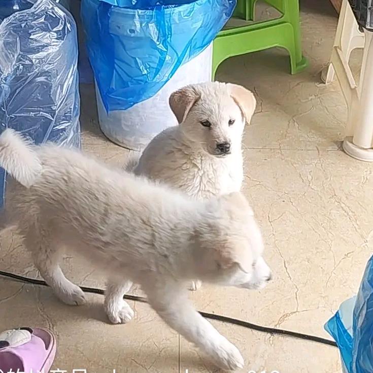 黄玲