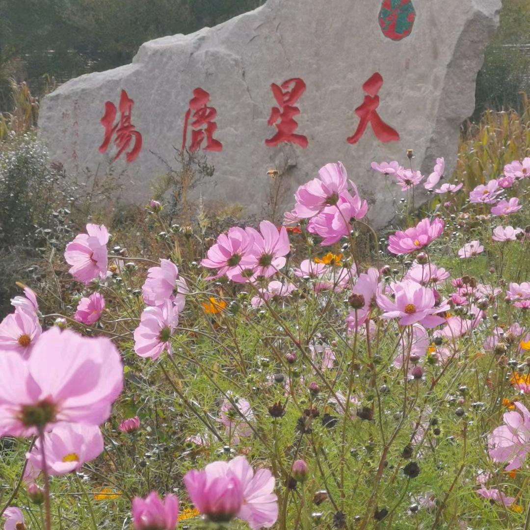 天星鹿业