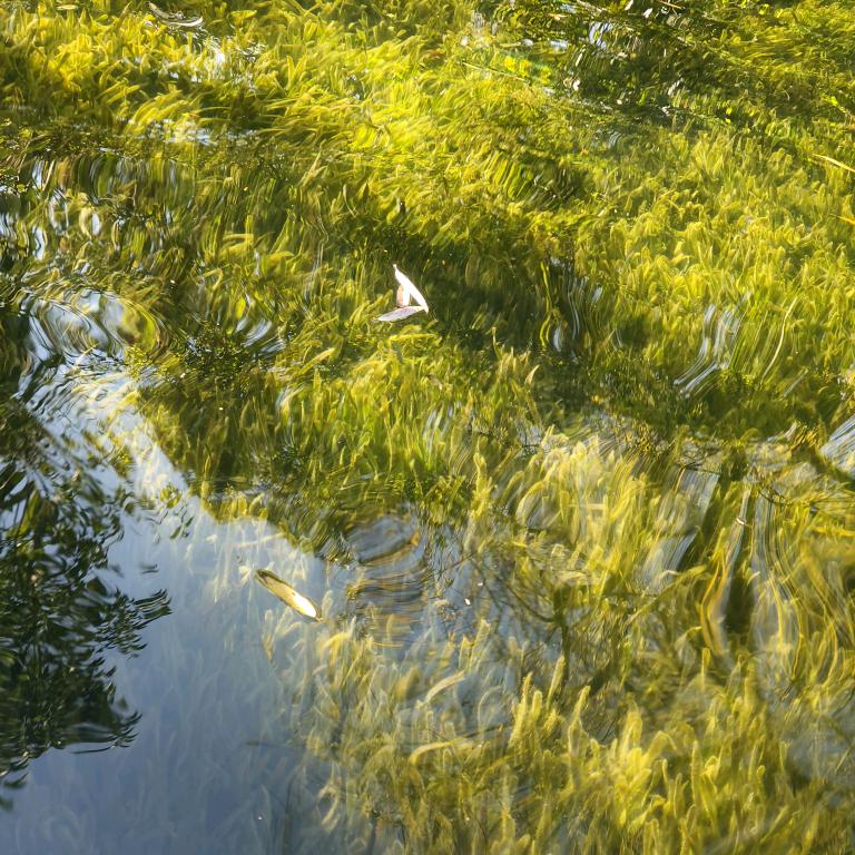 绿芽满溪（期末周ing