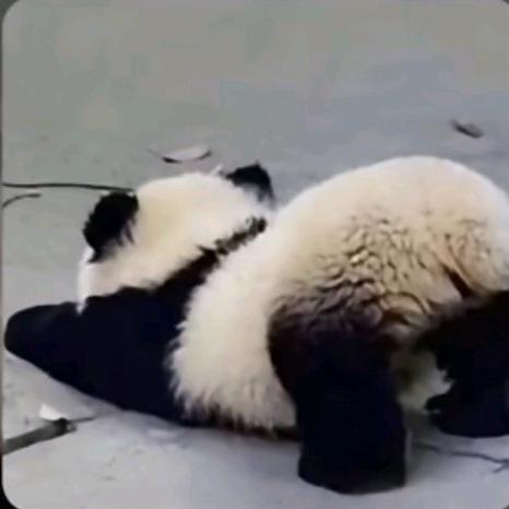 可爱的琪崽哇🥖