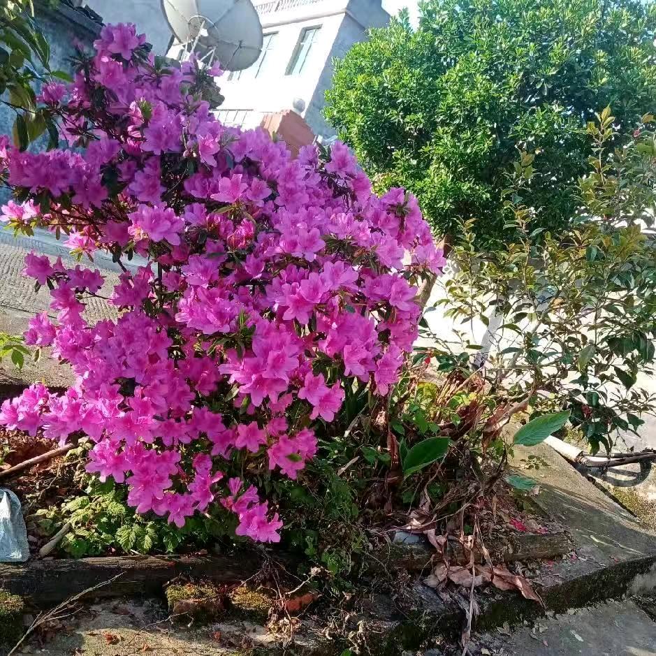 曾来明
