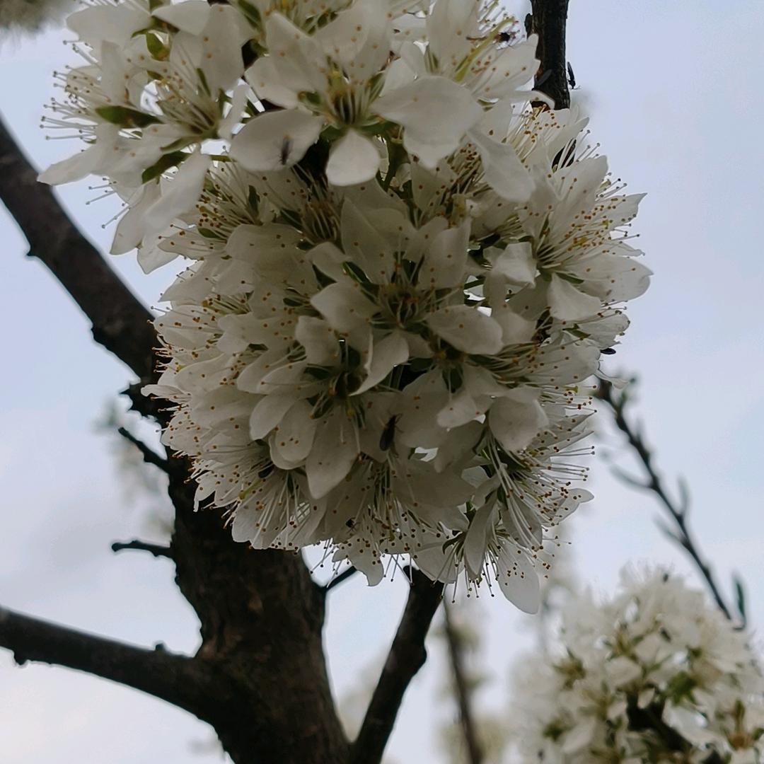 “蒋“讲武德