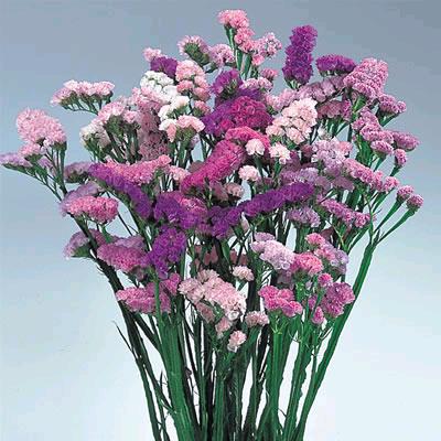 逐光而行☘️🌻