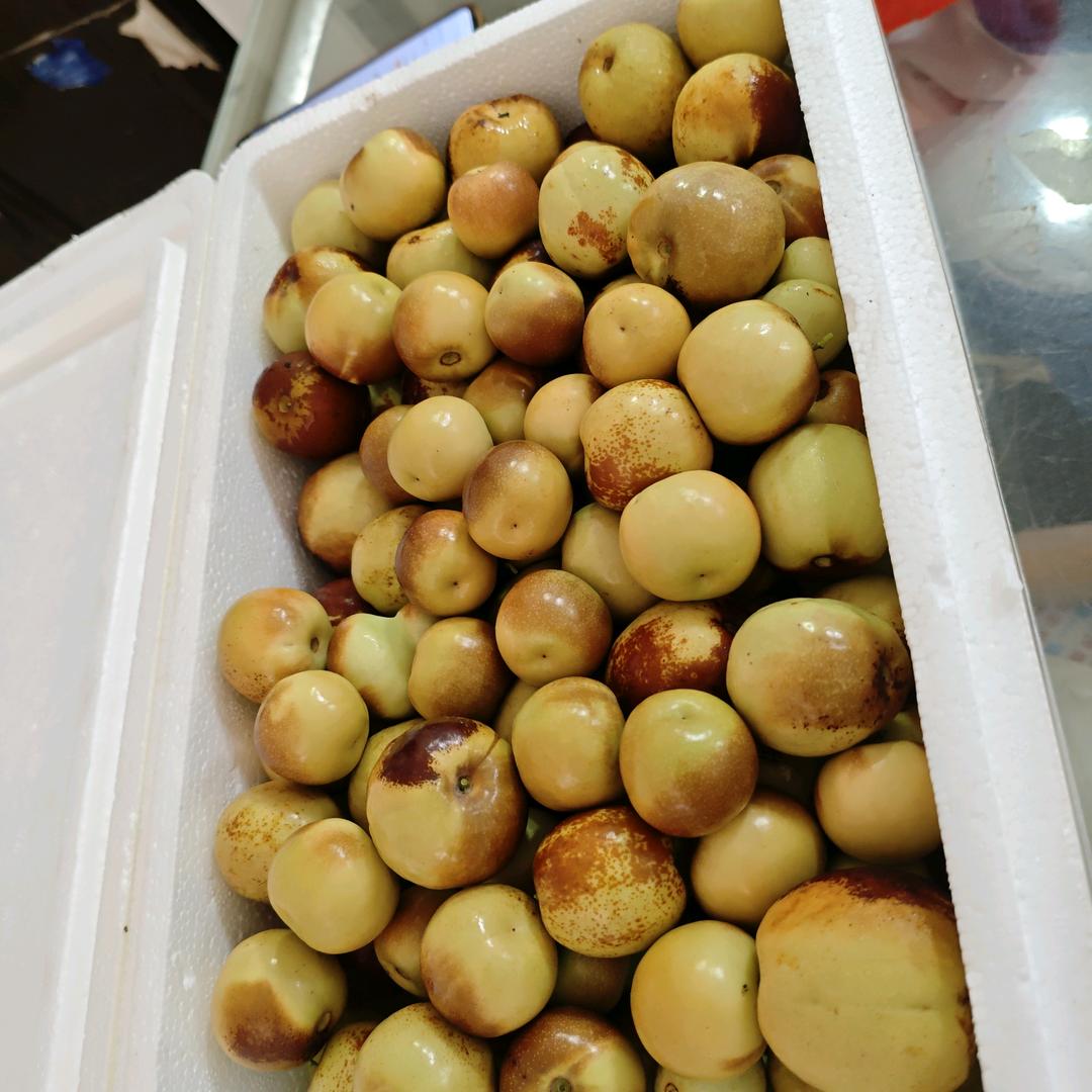 千年相枣在枣园间