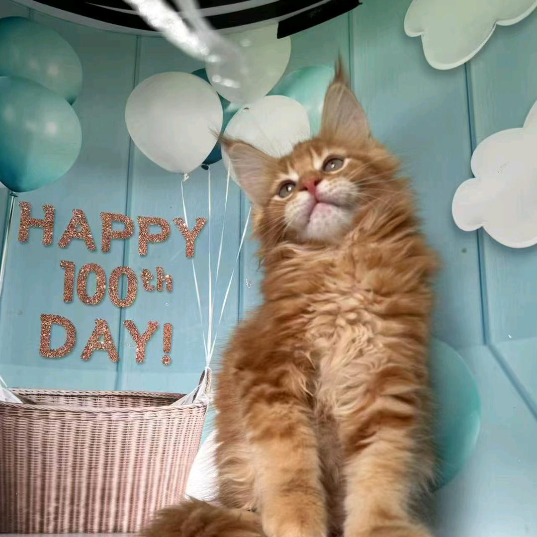 赵姐淘猫